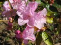 vignette Rhododendron dauricum lake bakal gros plan au 24 03 09