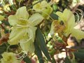 vignette Rhododendron lutescens gros plan au 24 03 09