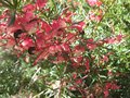 vignette Grevillea rosmarinifolia gros plan au 24 03 09