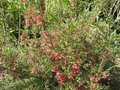 vignette Grevillea rosmarinifolia au 24 03 09