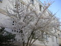 vignette Prunus × yedoensis