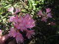 vignette Rhododendron Pubescens au 24 03 09