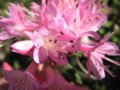 vignette Rhododendron pubescens gros plan au 24 03 09