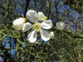 vignette Poncirus trifoliata au 24 03 09