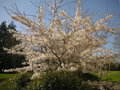 vignette Prunus × yedoensis