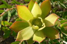 vignette Leucadendron 'Sundance'