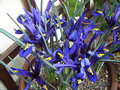 vignette Iris reticulata Harmony