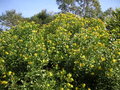 vignette Chrysanthemoides monilifera