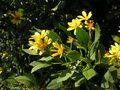 vignette Chrysanthemoides monilifera
