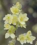 vignette Corylopsis pauciflora   /Hamamlidaces   /Japon,Tawan