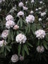 vignette Rhododendron x ' Boddertianum'