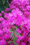 vignette Rhododendron 'Boskoop Ostara'