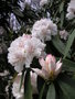 vignette Rhododendron x ' Boddertianum'