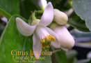 vignette Citrus latifolia, lime de Padoue
