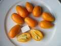 vignette Fortunella margarita, kumquat 'Nagami', kumquat ovale