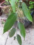 vignette Rubus calophyllus