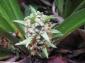 vignette Tupistra aurantiaca