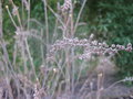 vignette Clethra fargesii