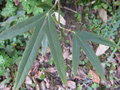 vignette Rubus henryi bambusarum