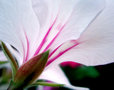 vignette plargonium Joy Lucile dtail fleur