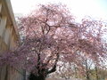 vignette Prunus x subhirtella - Cerisier