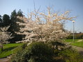 vignette Prunus x yedoensis