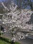 vignette Prunus x yedoensis - Cerisier