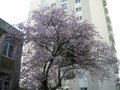 vignette Prunus x subhirtella - Cerisier