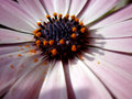 vignette dimorphotca poussire de pollen