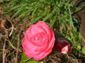vignette camélia rose fleur double