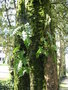 vignette Polypodium vulgare - Polypode commun sur tronc d'arbre