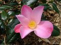 vignette Camlia ' TULIPE TIME ' camellia hybride williamsii
