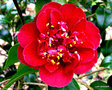 vignette Camlia ' BURGUNDY GEM ' camellia japonica
