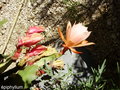 vignette piphyllum Rose Pracox