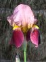 vignette iris rose