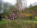 vignette Magnolia x soulangeana 'Rustica Rubra'