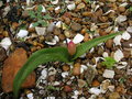 vignette Tulipa saxatilis