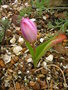 vignette Tulipa saxatilis