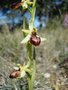 vignette Ophrys aranifera