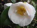 vignette Camelia japonica mrs D W Davies gros plan au 27 03 09