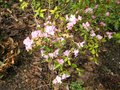vignette Rhododendron dauricum lake bakal au 27 03 09