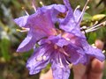 vignette Rhododendron Augustinii Hillier's dark form vue rapproche  au 27 03 09