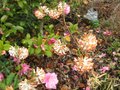 vignette Edgeworthia chrysantha red dragon au 27 03 09