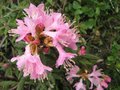 vignette Rhododendron pubescens au 27 03 09