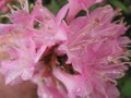vignette Rhododendron pubescens vue rapproche au 27 03 09