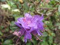 vignette Rhododendron Blue tit au 27 03 09
