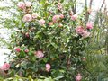 vignette Camelia japonica margareth davies picottee au 27 03 09