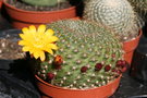 vignette Rebutia marsoneri