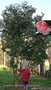 vignette Camellia 'Hikarugenji' = 'Herme' = 'Jordan's Pride' = 'Souvenir de Henri Guichard', japonica