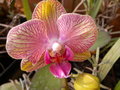 vignette Phalaenopsis hybride( merci  tibouch)